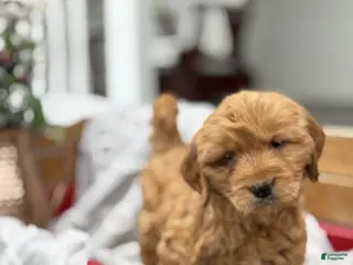 Goldendoodle dogs for sale: Ona - Ad 3