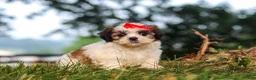 Shih Tzu dogs for sale: Honey - Ad 4