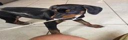 Mixed Breed dogs for sale: Ms. Jasmine - Ad 4