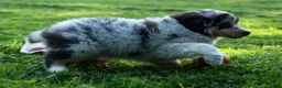 Miniature Australian Shepherd dogs for sale: LANDON [ new pictures] - Ad 5