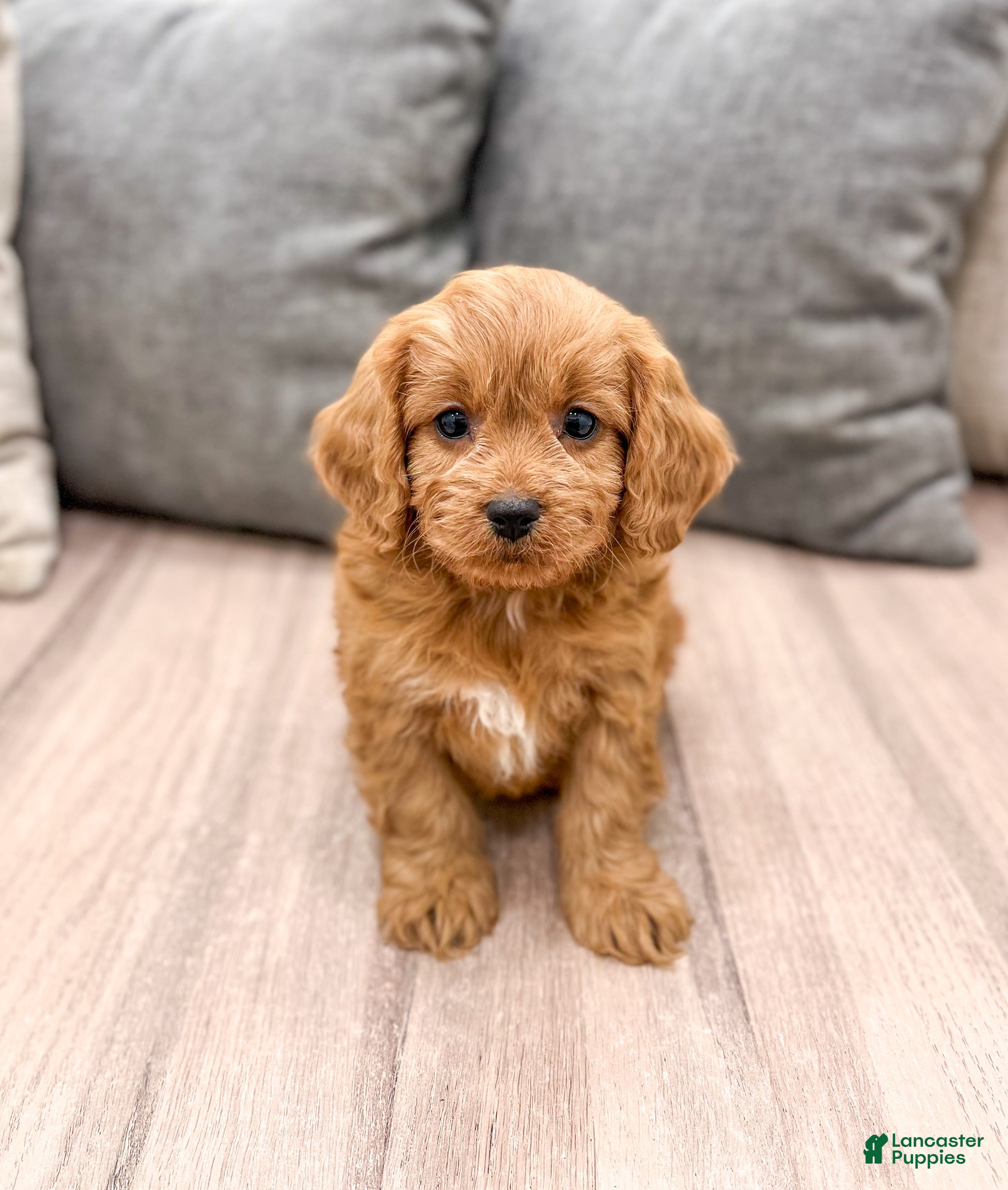 Cavapoo dogs Reeses - Ad 36