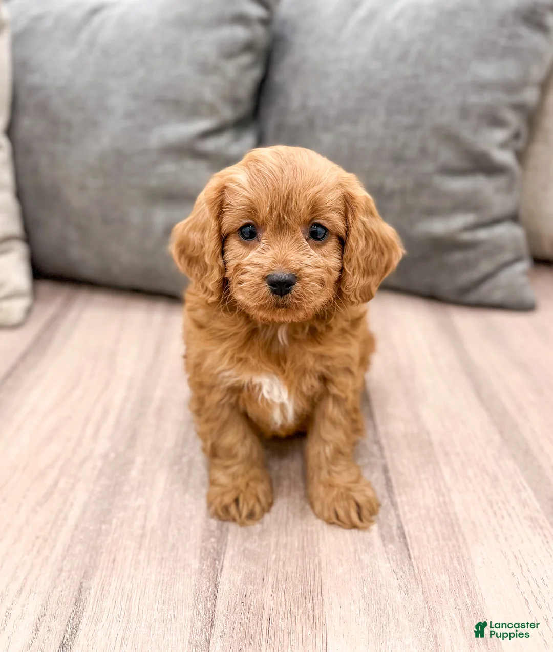 Cavapoo dogs for sale: Reeses - Ad 1