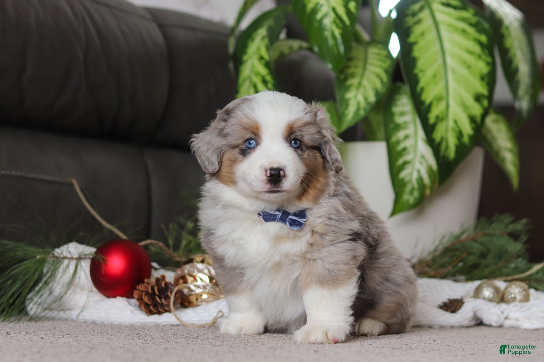 Miniature Australian Shepherd dogs for sale: Arnie - Ad 3