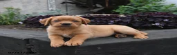 Labrador Retriever dogs for sale: Bunny - Ad 5