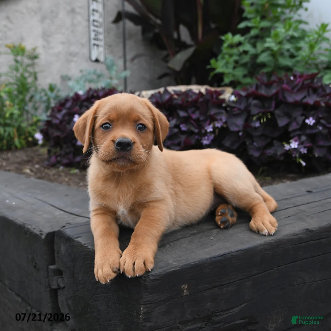 Labrador Retriever dogs for sale: Bunny - Ad 5