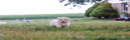 Maltipoo dogs for sale: Nora - Ad 10