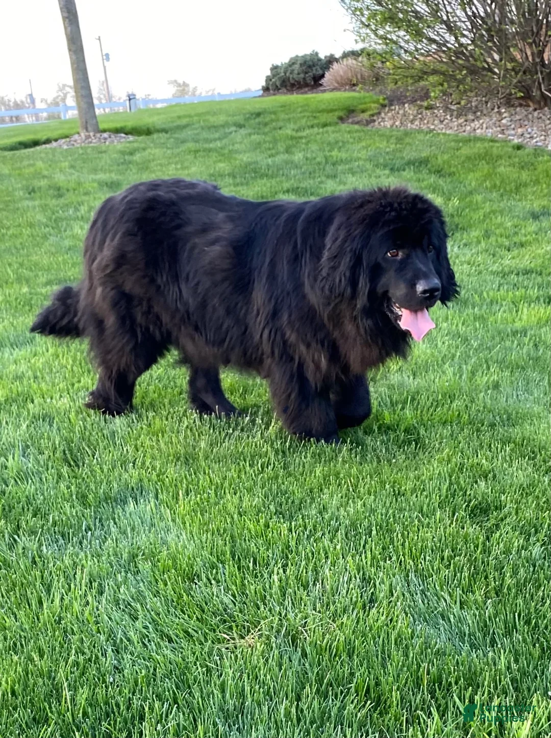 Newfoundland dogs for sale: “ Margo”  - Ad 14