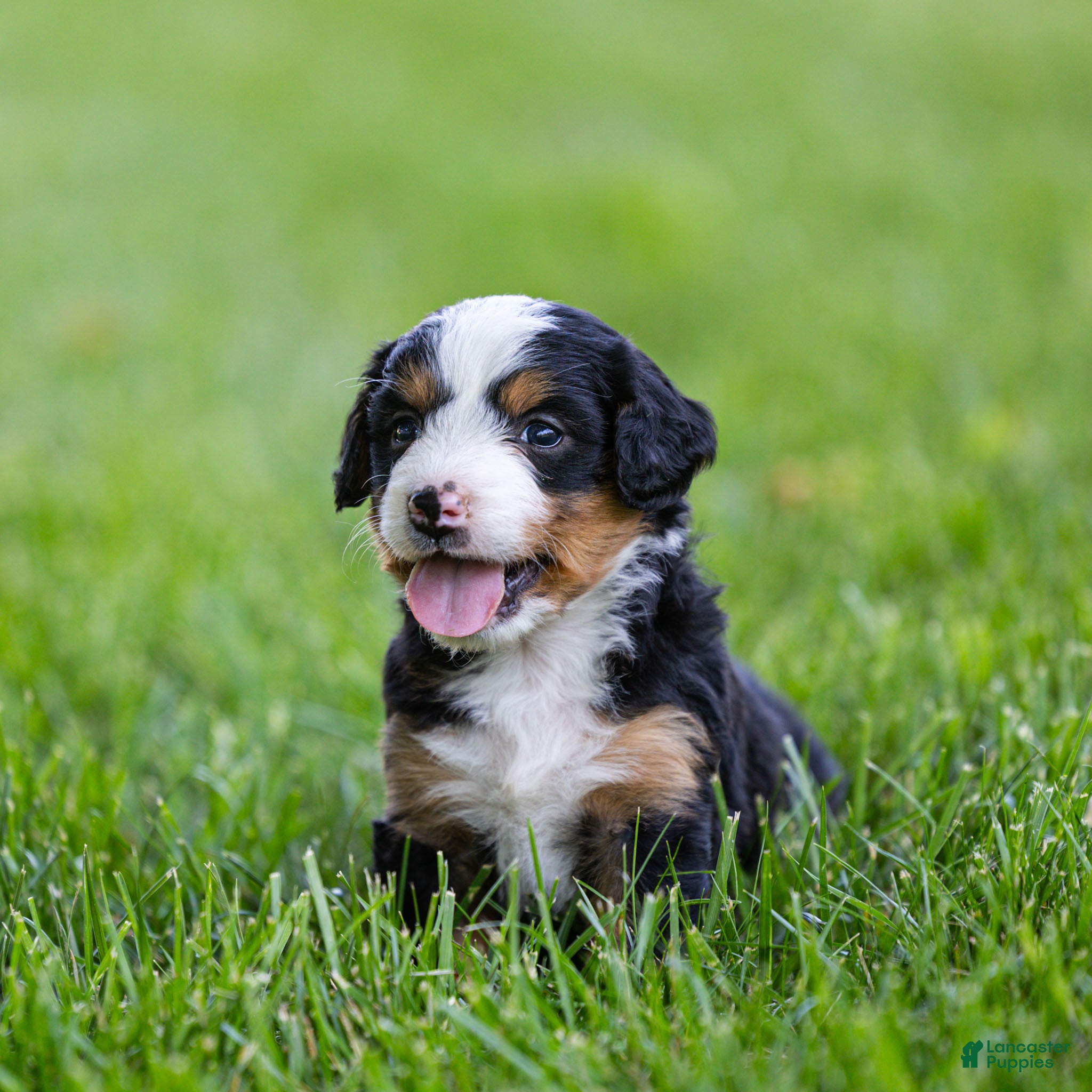 Bernedoodle dogs Slone Bernedoodle Puppy  - Ad 2