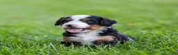 Bernedoodle dogs for sale: Slone Bernedoodle Puppy  - Ad 2