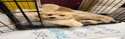 Bichpoo dogs for sale: Lucky - Ad 7