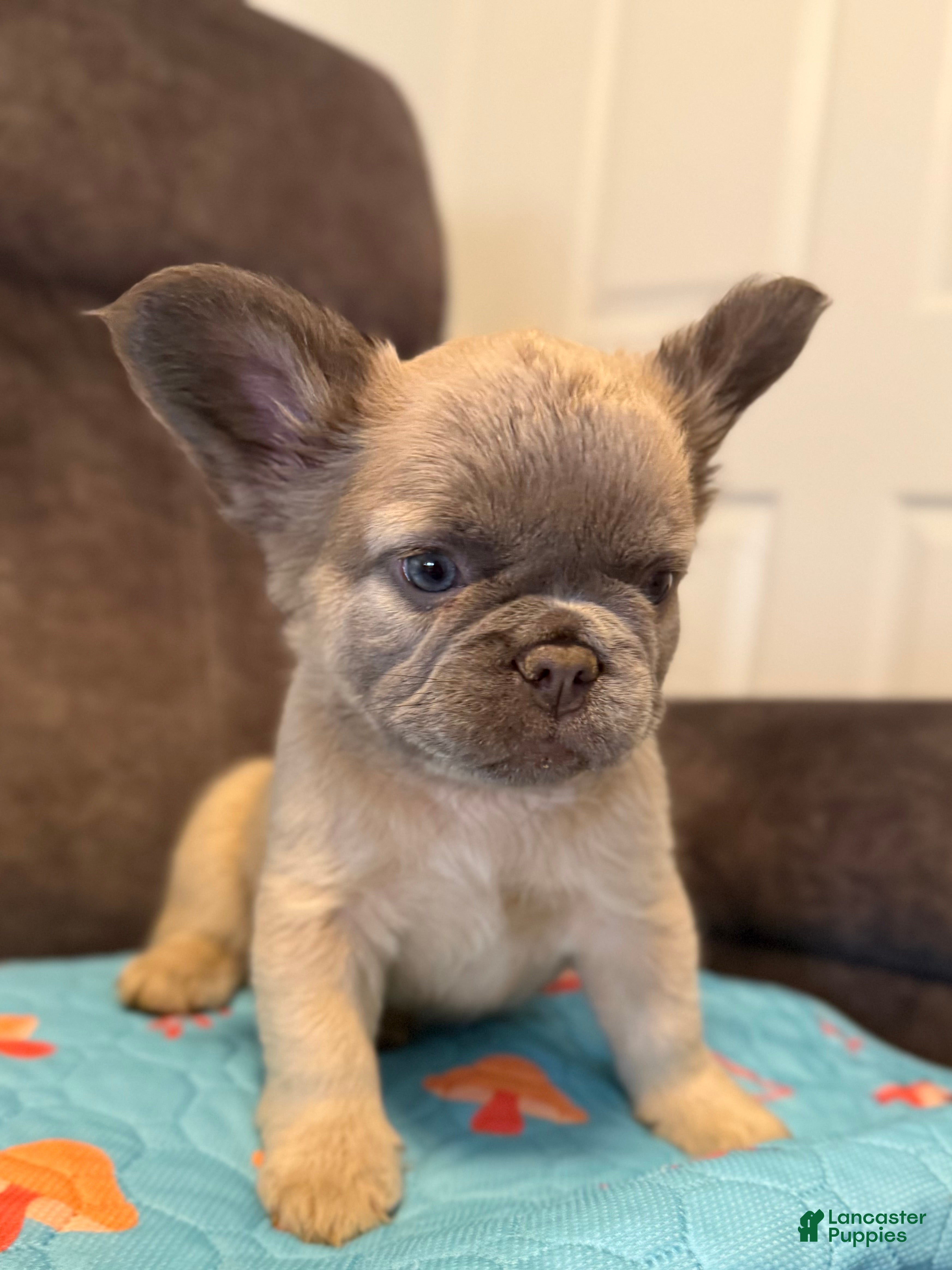 French Bulldog dogs French Bulldog Puppy 4 - Ad 2