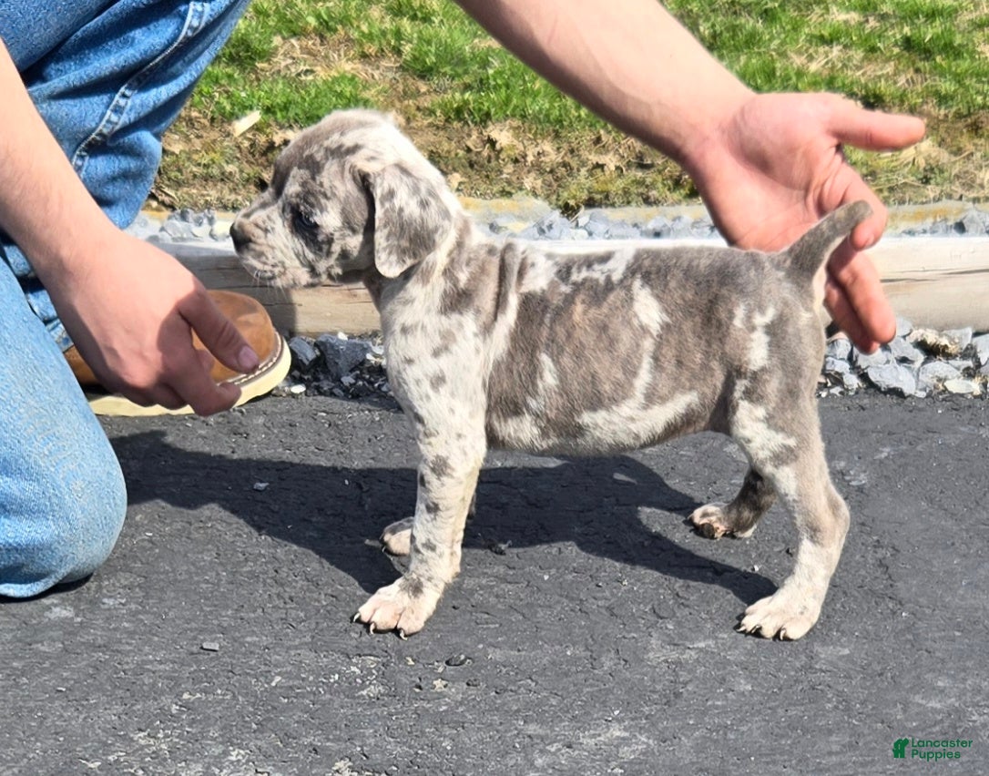Mixed Breed dogs Hawks Blue Lacey - Ad 8