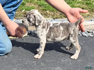 Mixed Breed dogs Hawks Blue Lacey - Ad 21