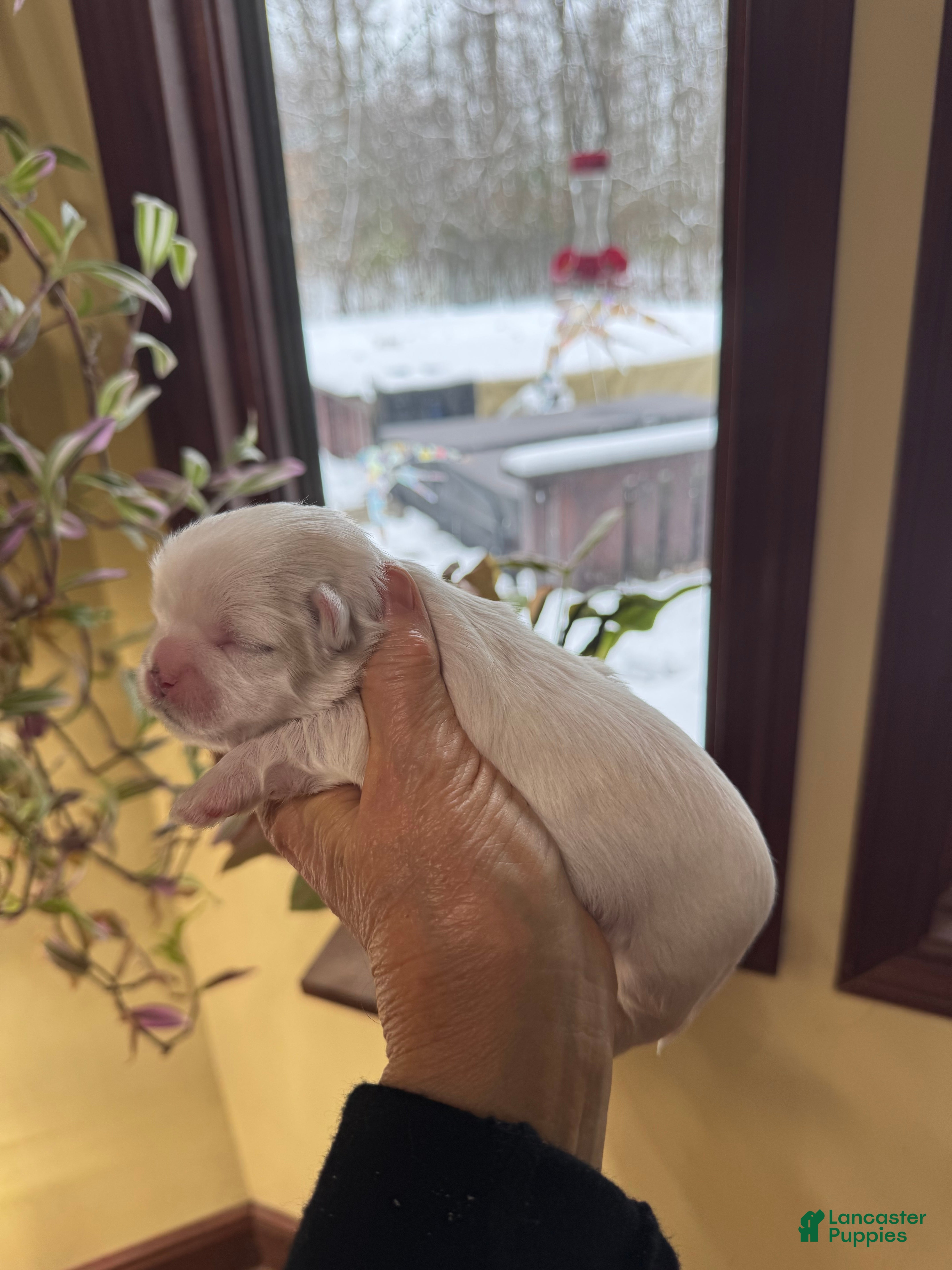 Shih Tzu dogs Bertha - Ad 19