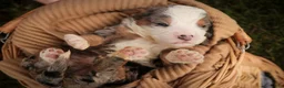 Mini Bernedoodle dogs for sale: Mingo Mini Bernedoodle  - Ad 7