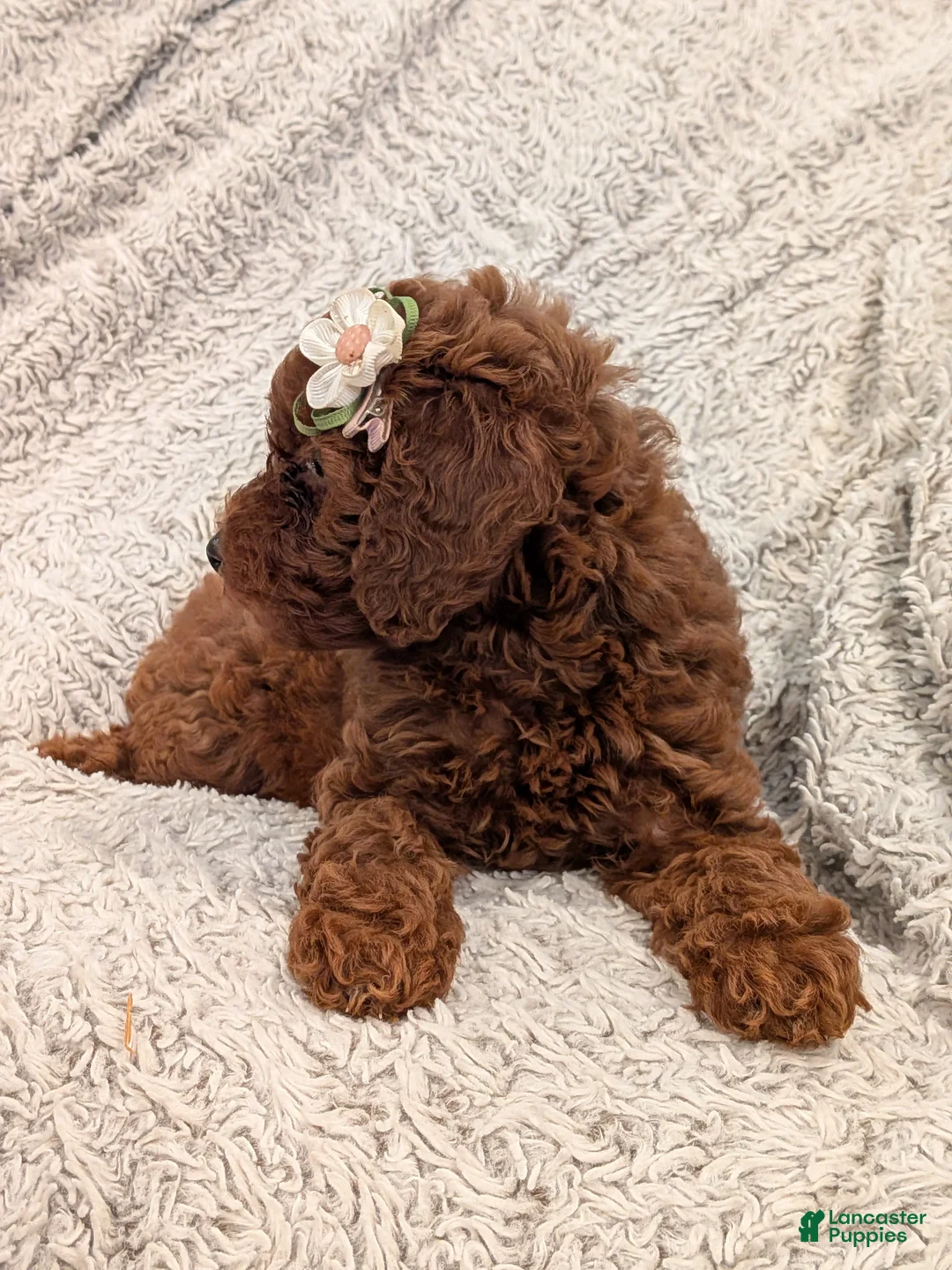 Miniature Poodle dogs for sale: Queenie  - Ad 2
