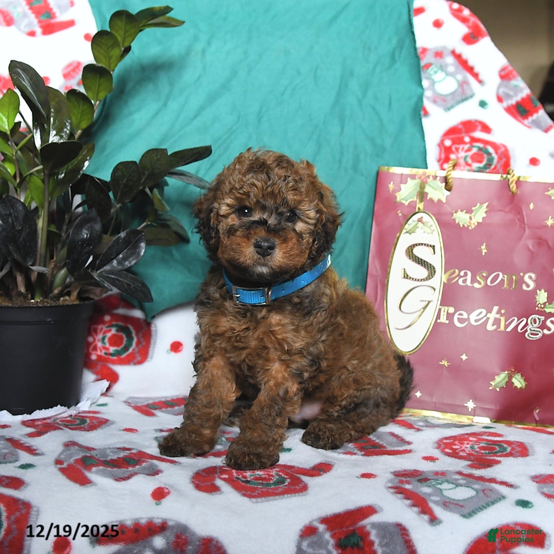 Cavapoo dogs for sale: Romeo - Ad 1