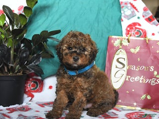 Cavapoo dogs Romeo - Ad 3