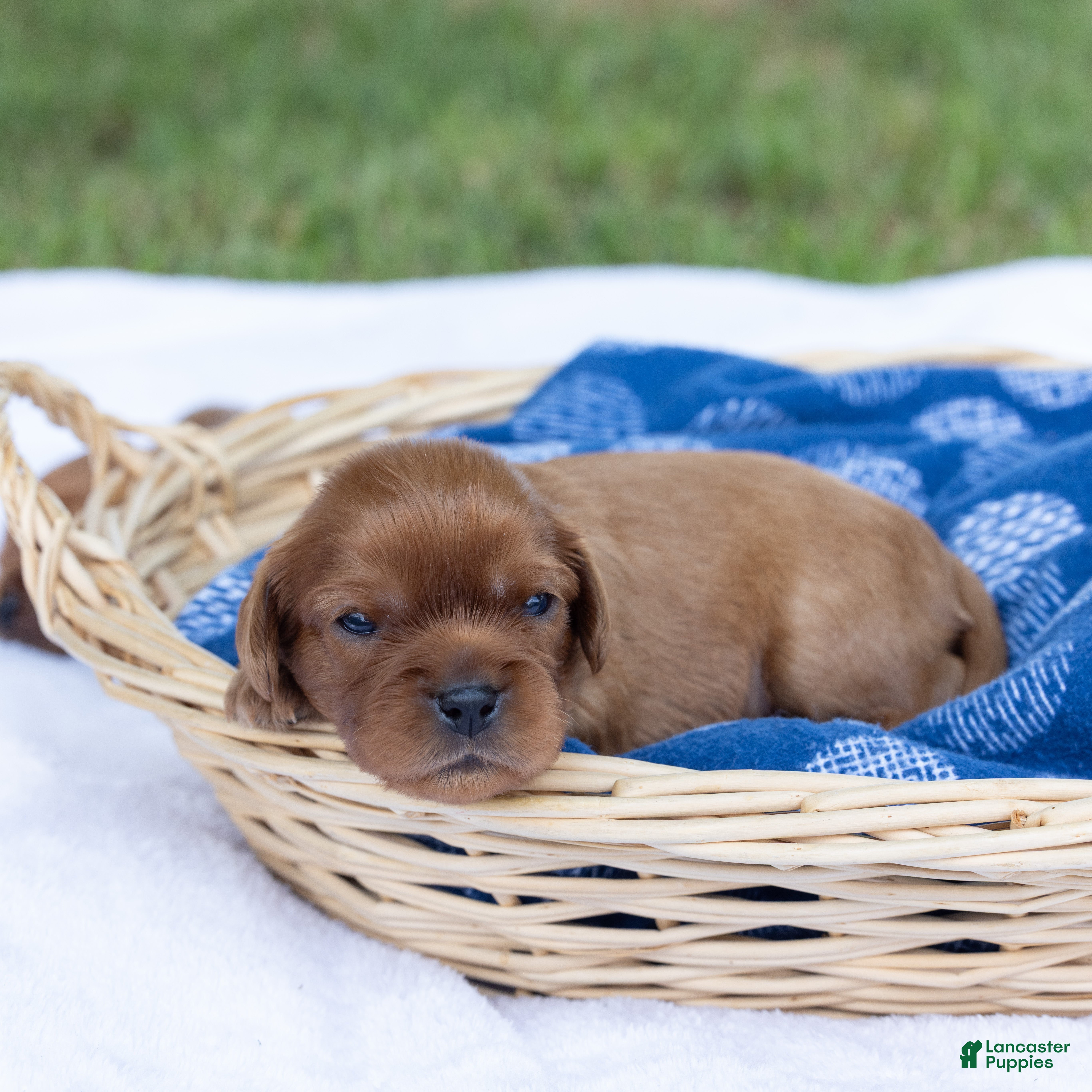 Cavalier King Charles Spaniel dogs Alfalfa - Ad 1