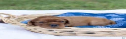 Cavalier King Charles Spaniel dogs for sale: Alfalfa - Ad 1