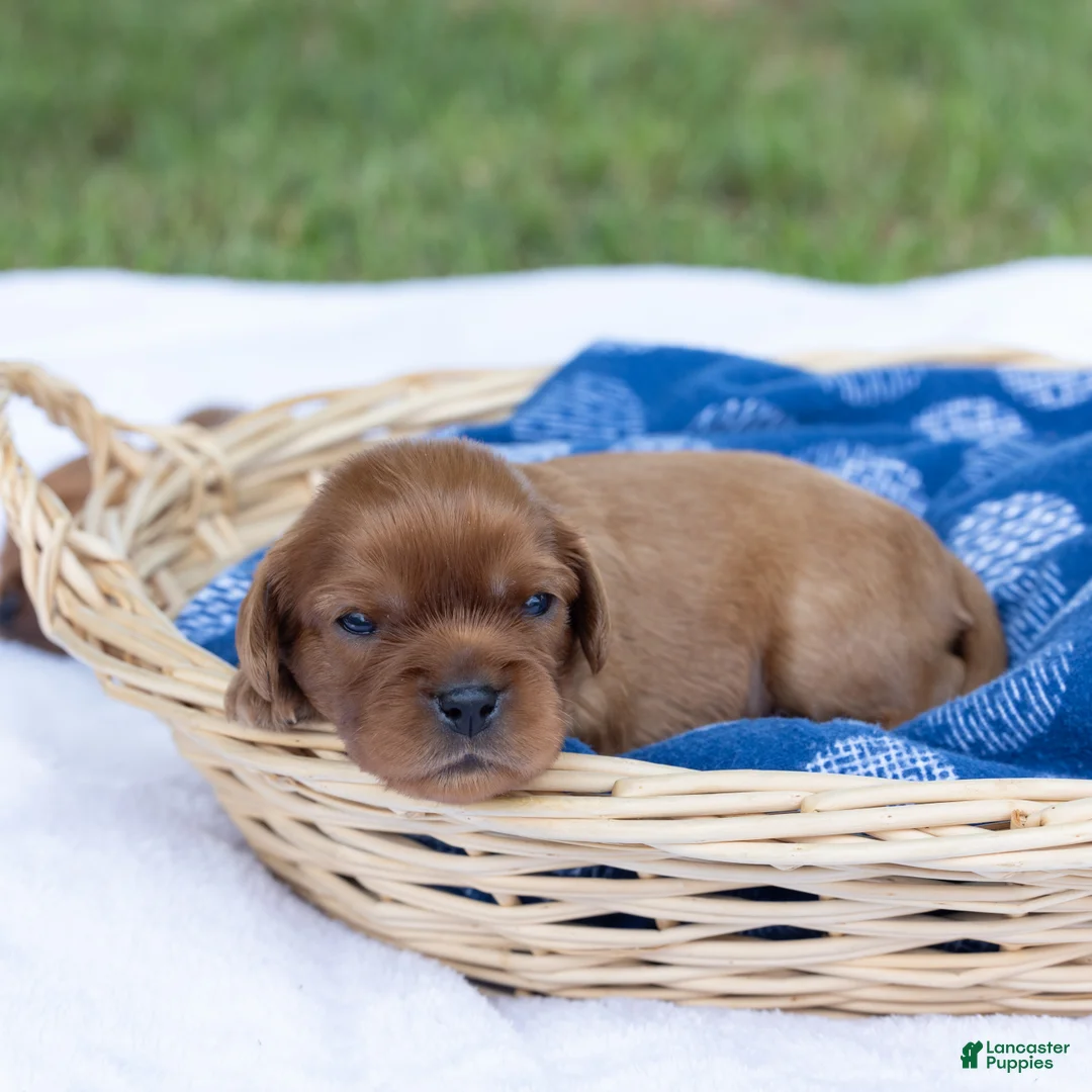 Cavalier King Charles Spaniel dogs for sale: Alfalfa - Ad 1