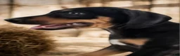 Catahoula Leopard Dog dogs for sale: Jesse 2026 F2 - Ad 3
