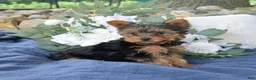 Yorkshire Terrier dogs for sale: Pretzel - Ad 14