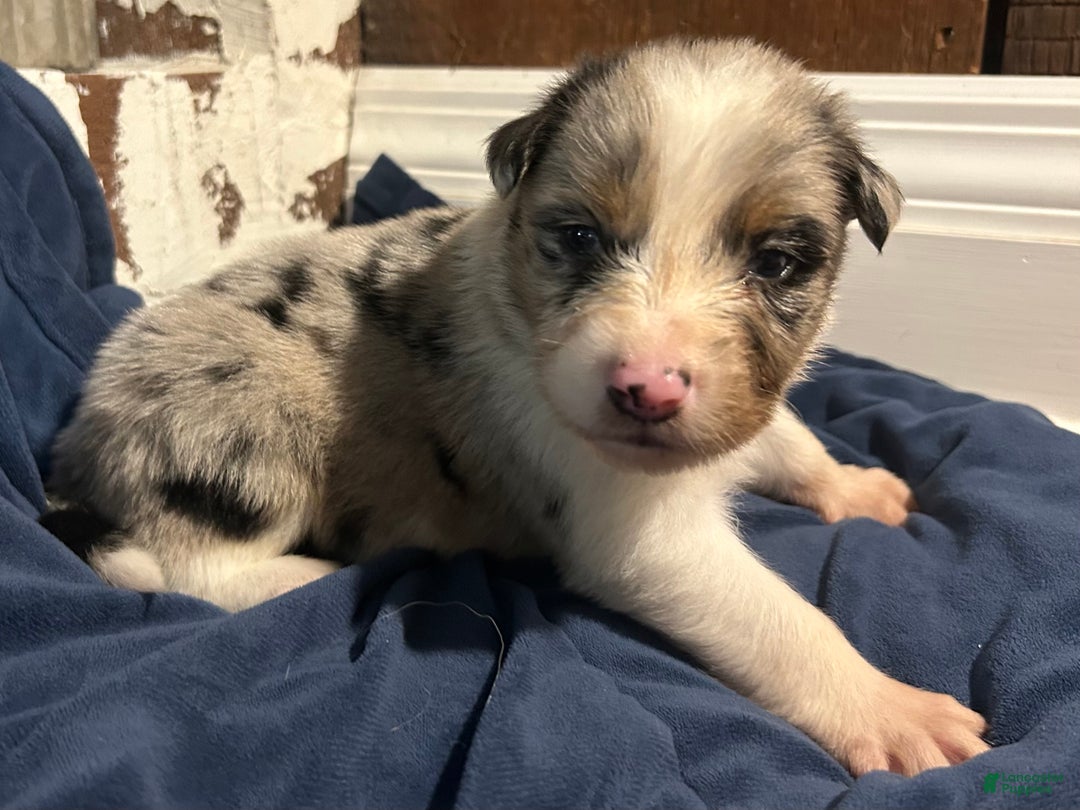 Australian Shepherd dogs for sale: Ruth - Ad 33