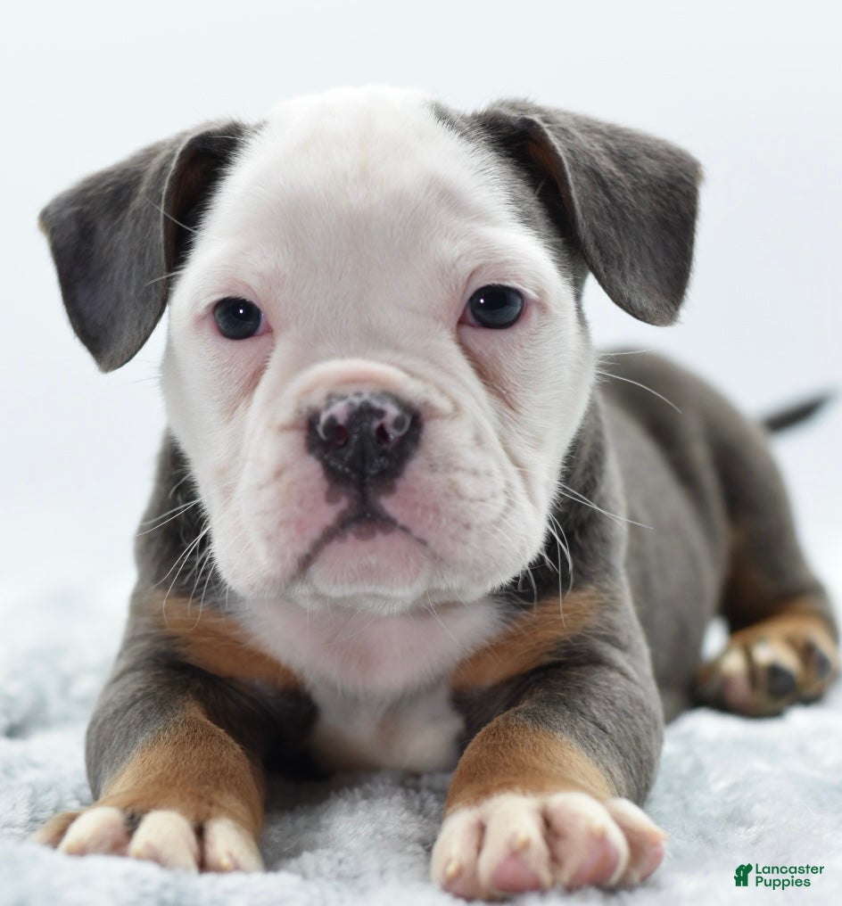 Mixed Breed dogs Macho blue mini  - Ad 38