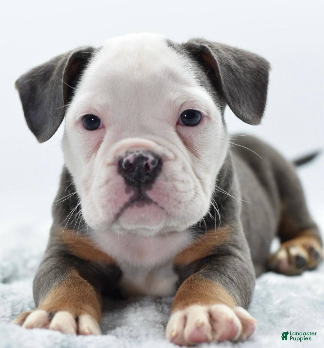 Mixed Breed dogs for sale: Macho blue mini  - Ad 1