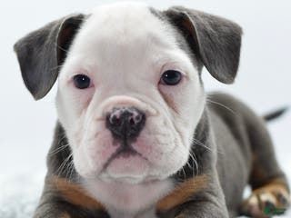 Mixed Breed dogs Macho blue mini - Ad 14