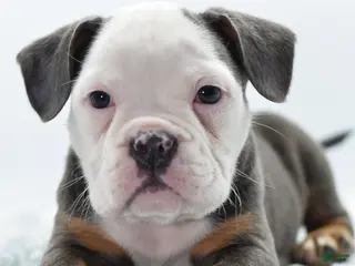 Mixed Breed dogs Macho blue mini - Ad 2