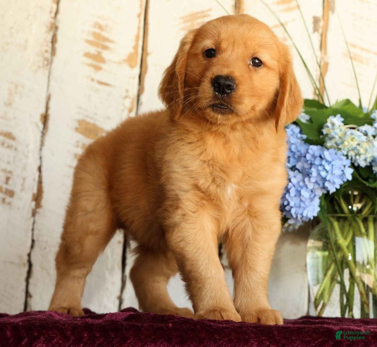 Golden Retriever dogs Sasha - Ad 2