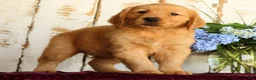 Golden Retriever dogs for sale: Sasha - Ad 2