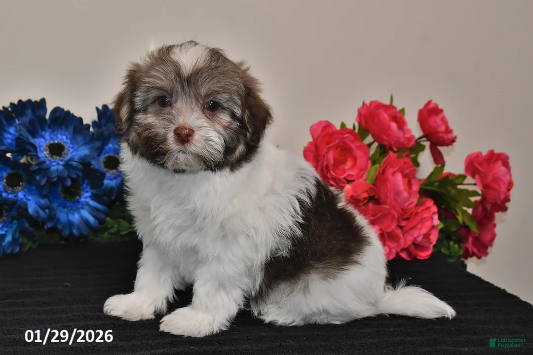 Havanese dogs for sale: Tony - Ad 3