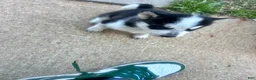 Siberian Husky dogs for sale: Missy - Ad 5