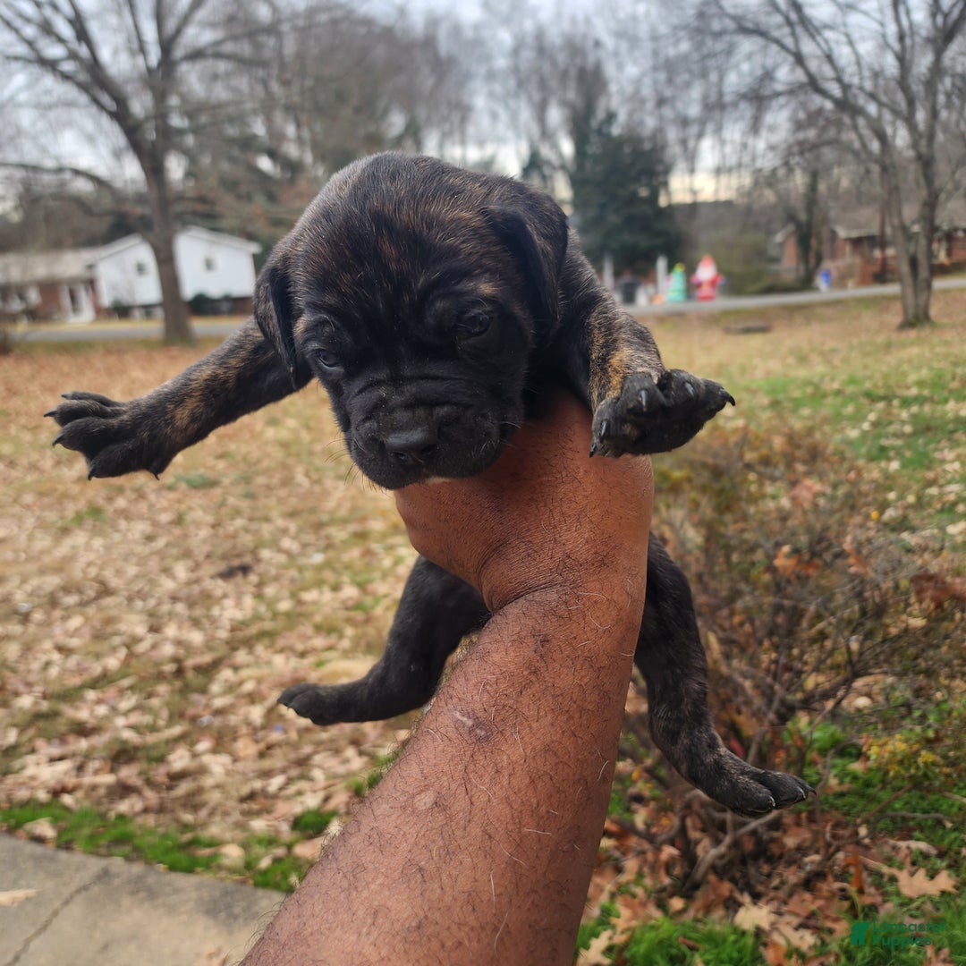 South African Boerboels dogs for sale: Tiger - Ad 1