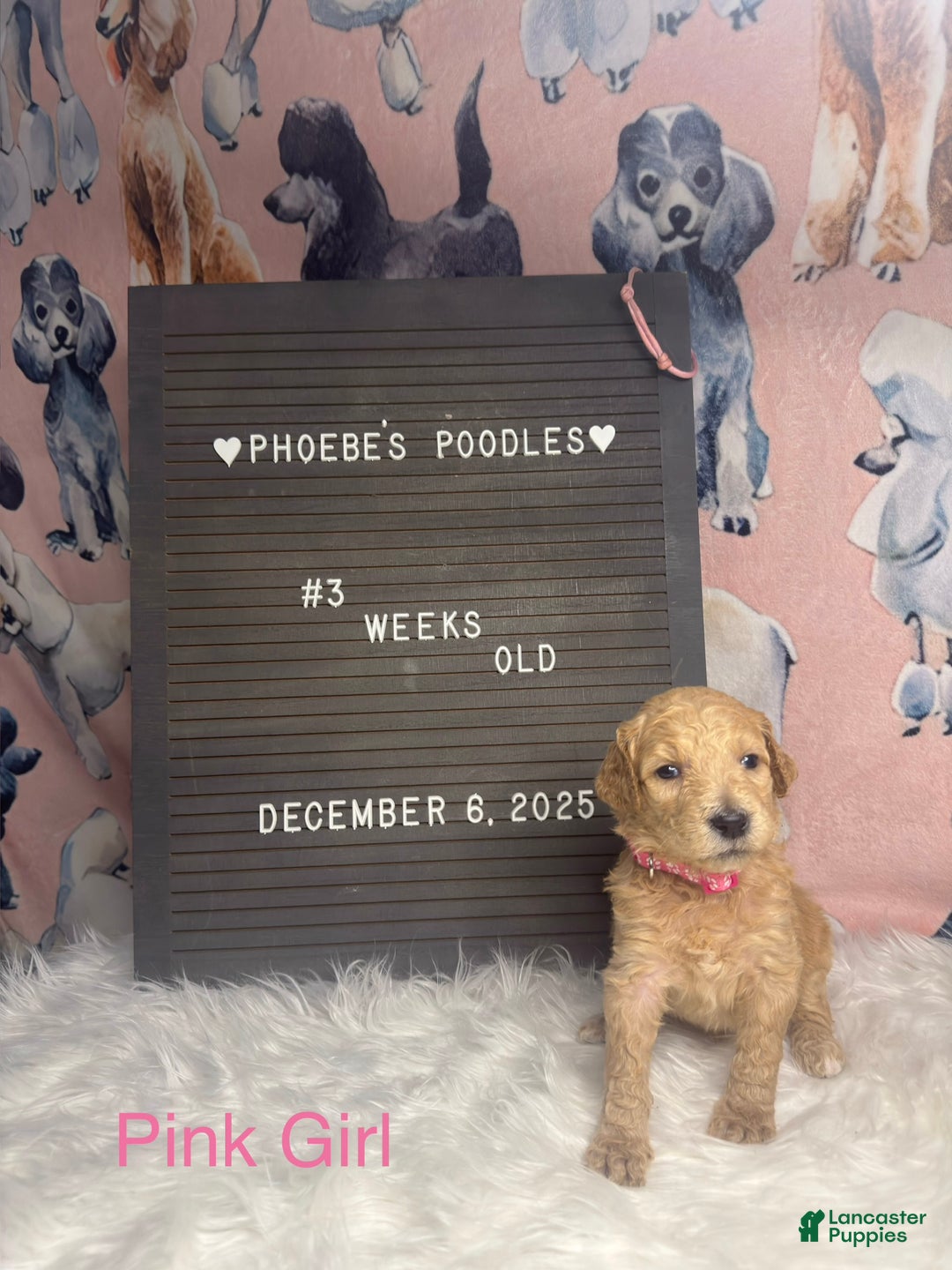 Standard Poodle dogs for sale: Standard Poodle Puppy 6 - Ad 11