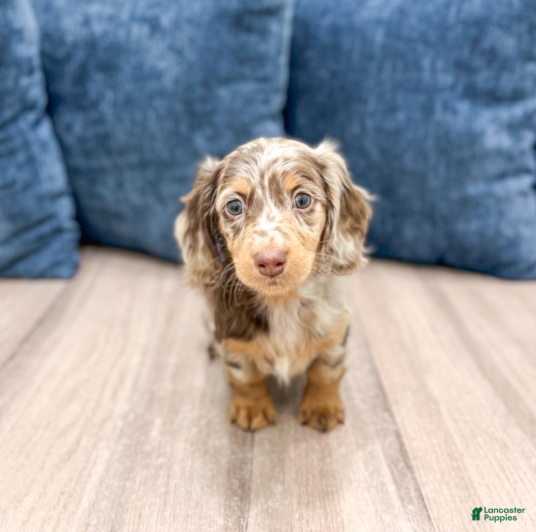 Miniature Dachshund dogs for sale: Biscuit - Ad 1
