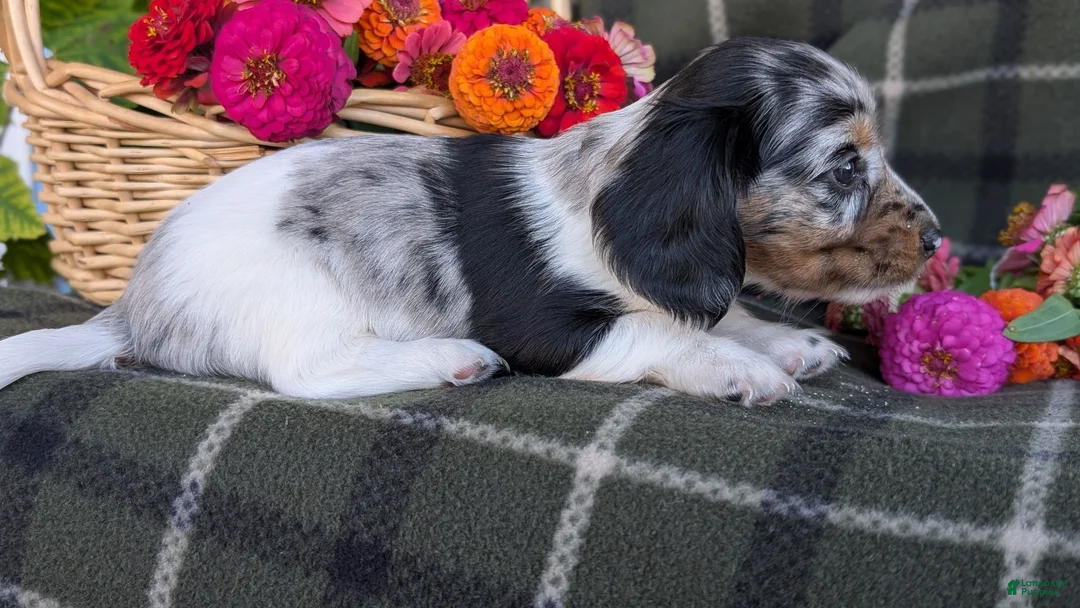 Dachshund dogs for sale: Theo  - Ad 2