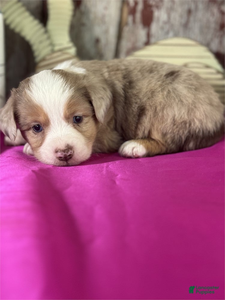 Aussiedoodle dogs Aussiedoodle Puppy 1 - Ad 1