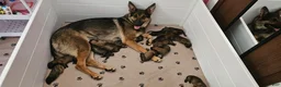 Mixed Breed dogs for sale: Mixed Breed 4 - Ad 2