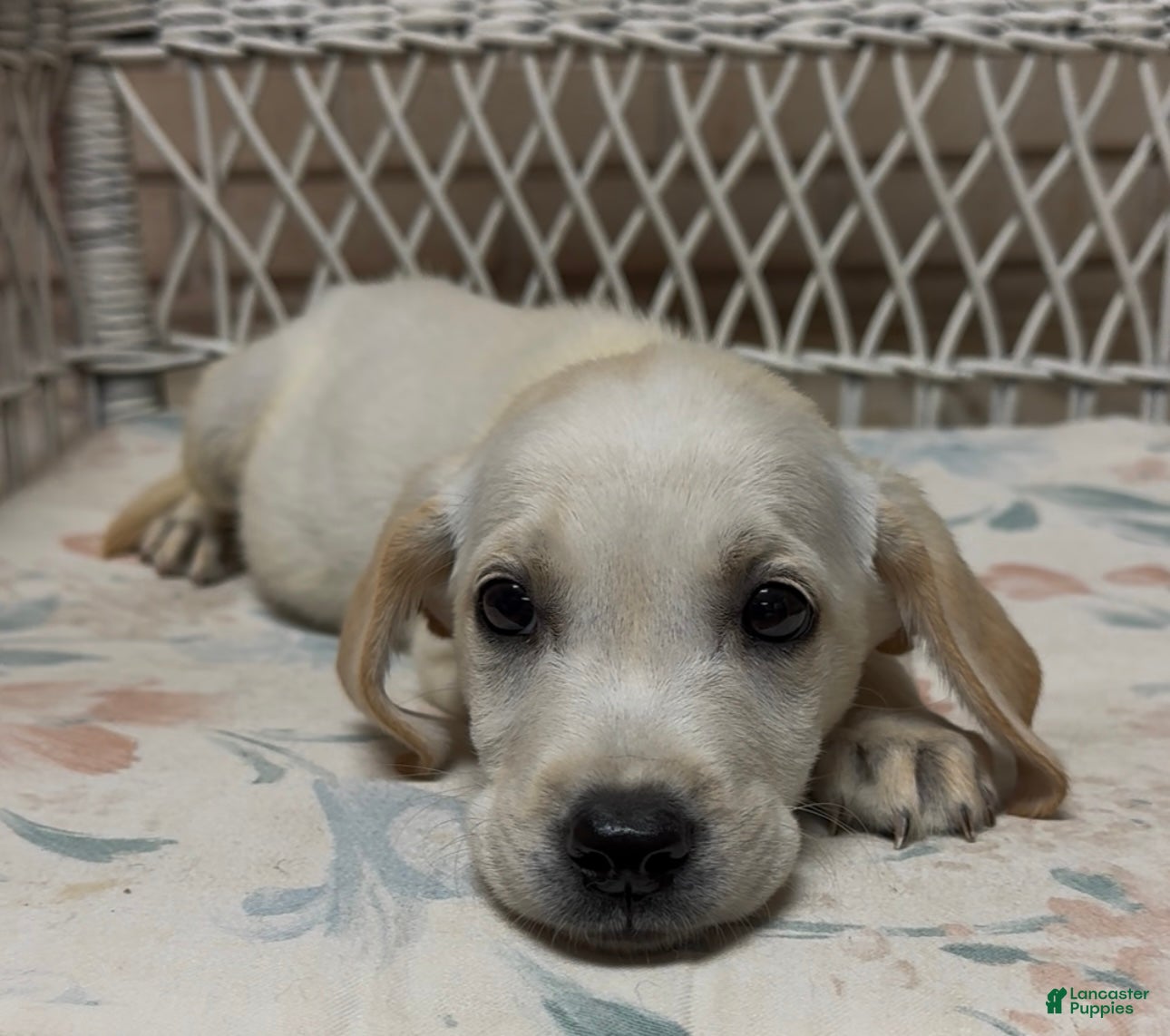 Labrador Retriever dogs for sale: Labrador Retriever Jackie - Ad 80