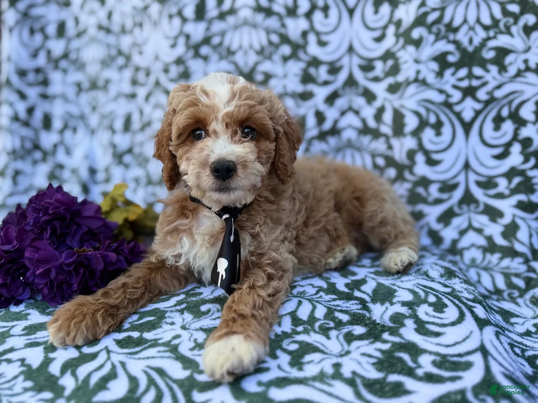 Cockapoo dogs for sale: Finn - Ad 4