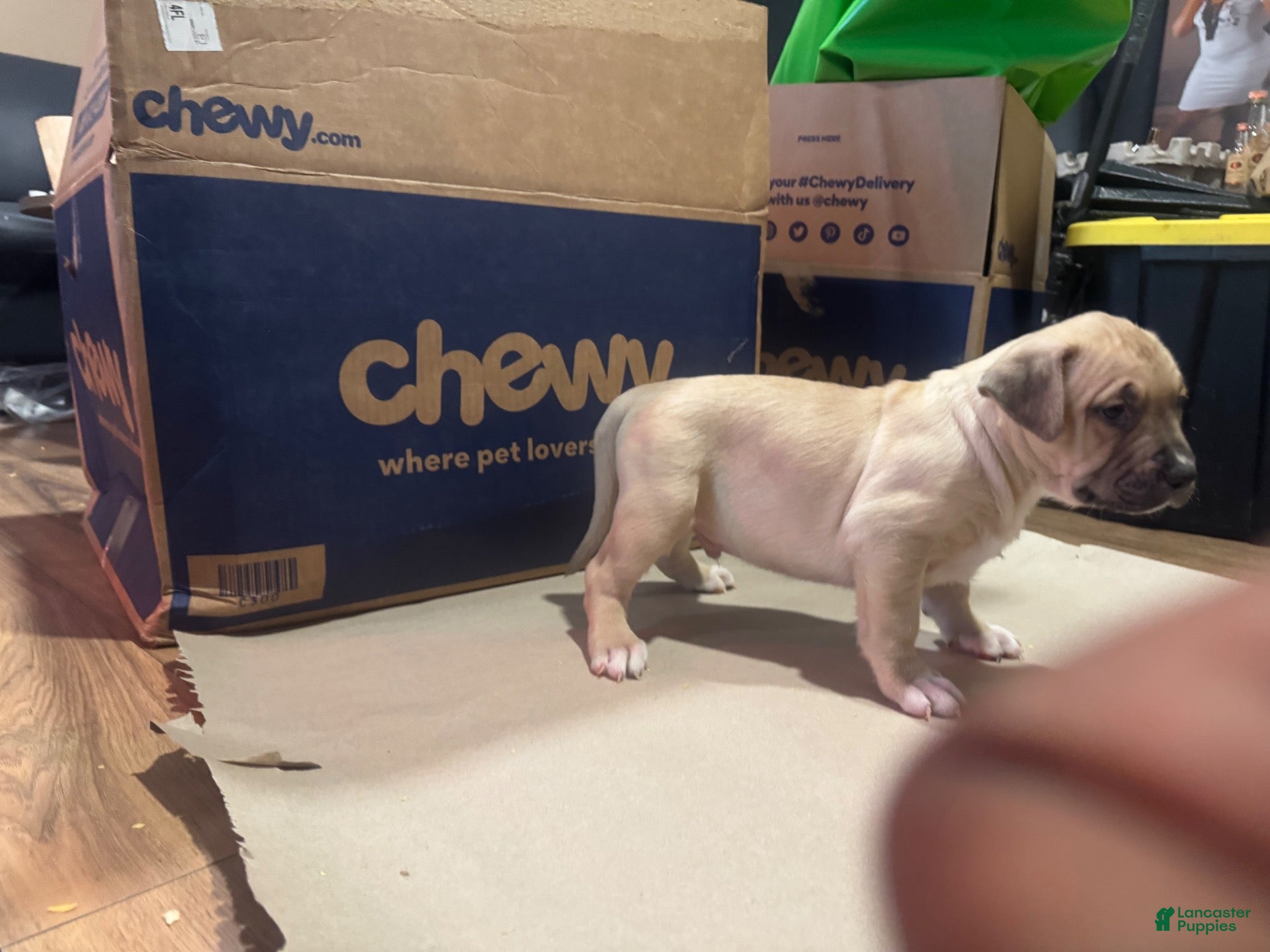 American Bully dogs American Bully 5 - Ad 1