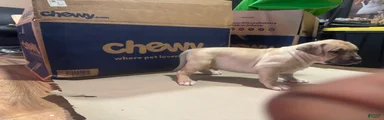 American Bully 5
