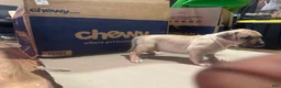 American Bully dogs for sale: American Bully 5 - Ad 1
