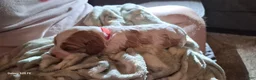Cavapoo dogs for sale: Cavapoo 2 - Ad 3