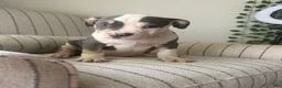 American Bully dogs for sale: Harley - Ad 3