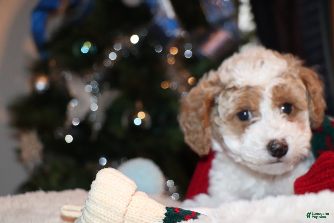 Mixed Breed dogs for sale: PJ - Ad 2